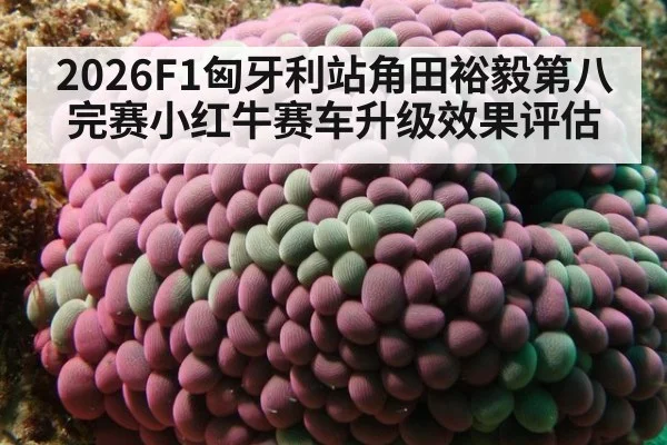 2026F1匈牙利站角田裕毅第八完赛小红牛赛车升级效果评估